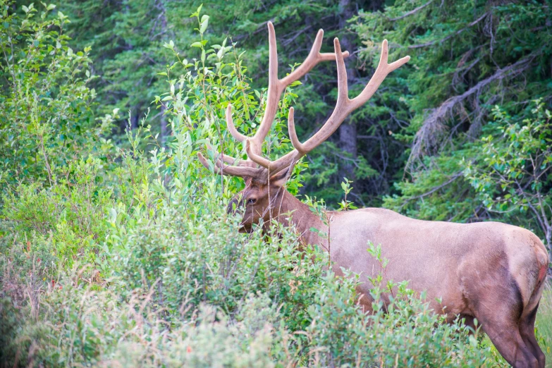 an elk bull standing in tall grass and trees