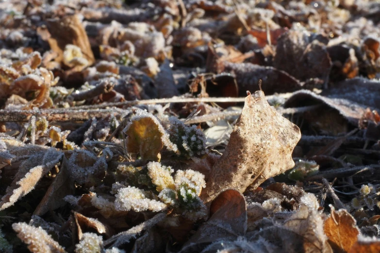 this is a closeup of an open field with frosty plants