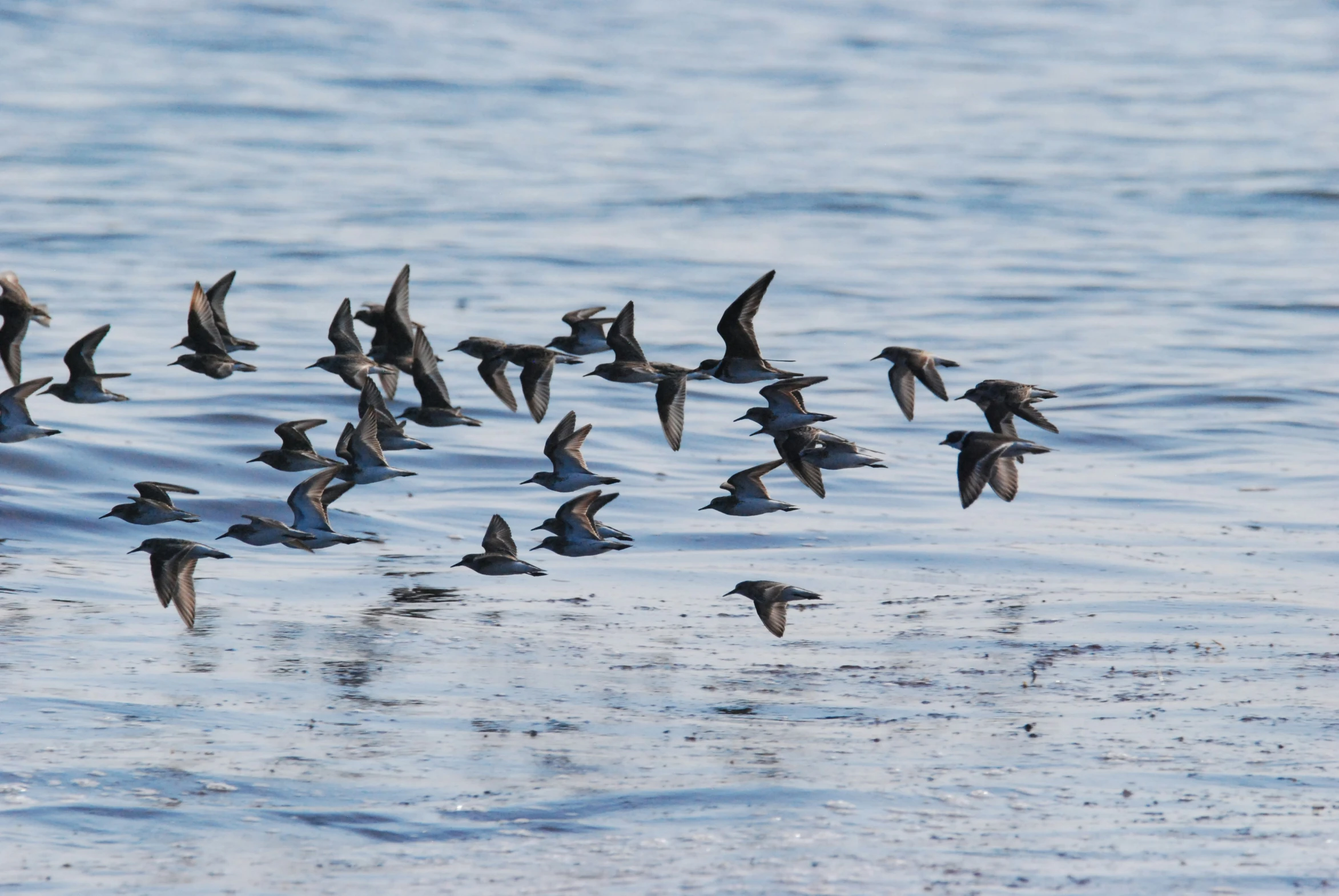 birds flying above water on the coast line