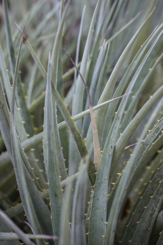 a small plant with lots of green leaves