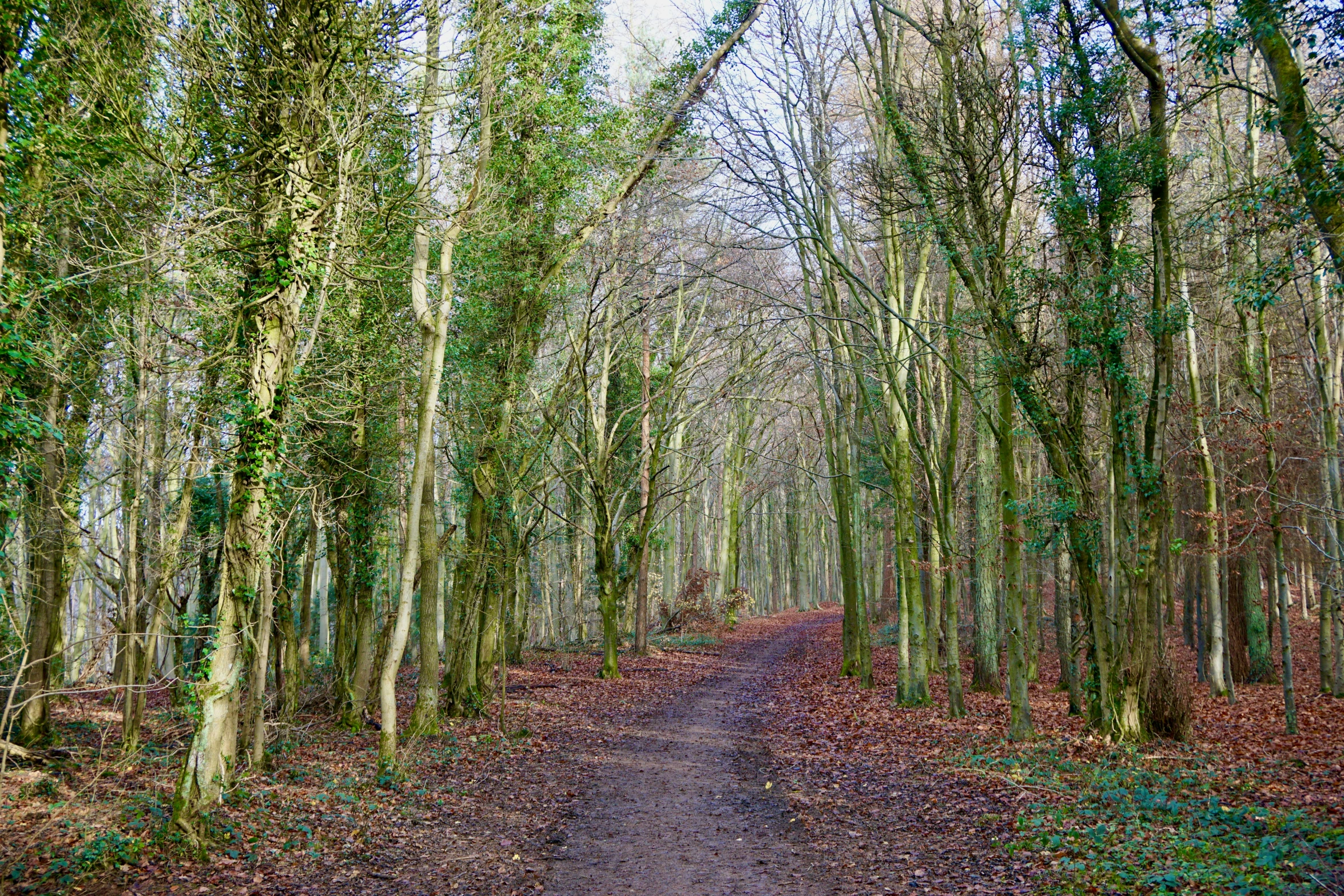 a path is surrounded by trees and plants