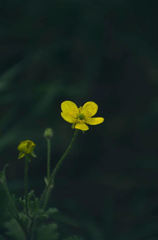 the bright yellow flower has long stems
