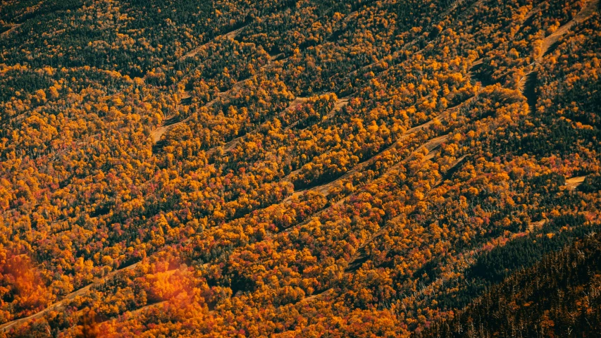 a po of the forest during autumn and fall