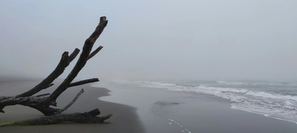 there is an odd looking driftage along the beach