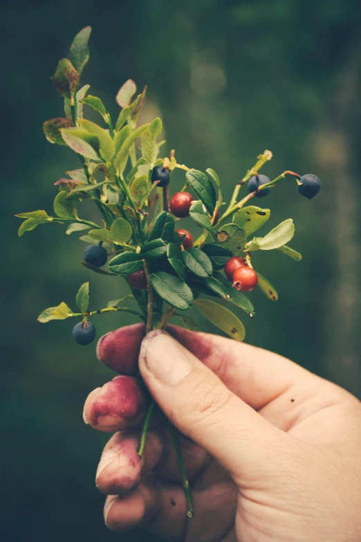 small bush with green and red leaves being held by someone's hand