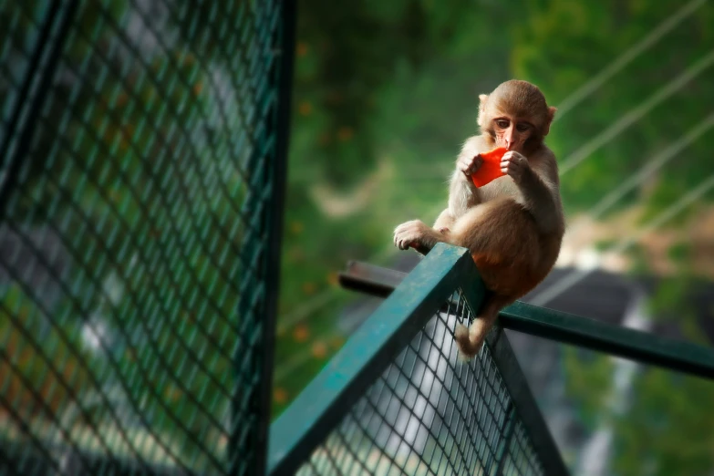 a monkey with a cup in its mouth sitting on a metal fence