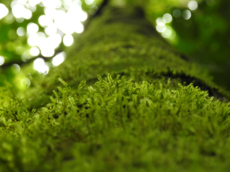 a moss covered tree trunk sitting in front of the woods