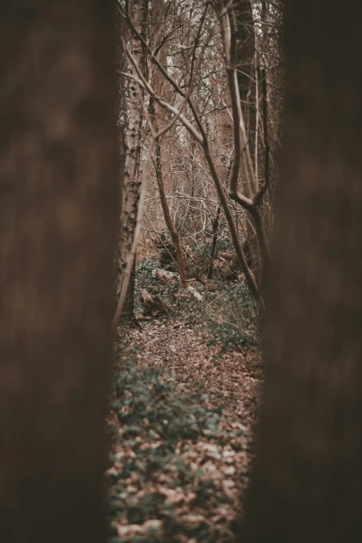 trees and leaves line the sides of a path