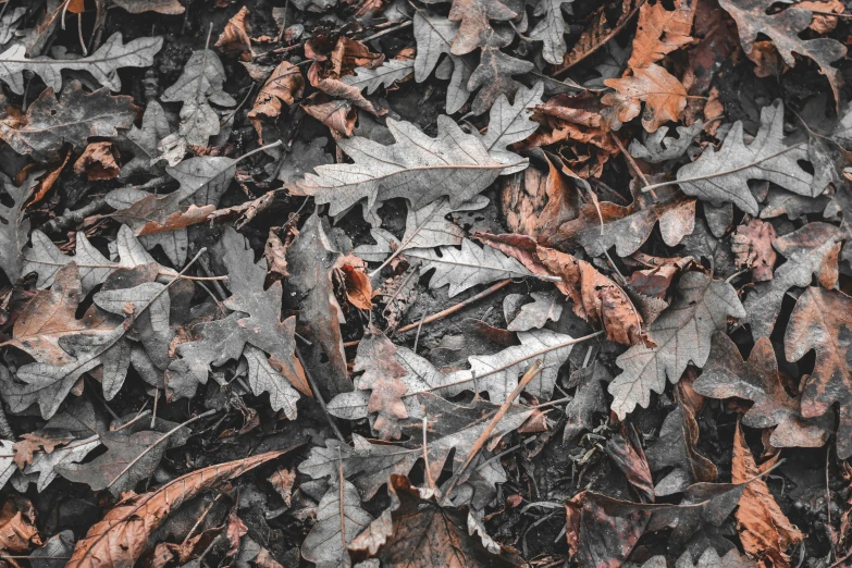 closeup of leaves, with black and brown foliage