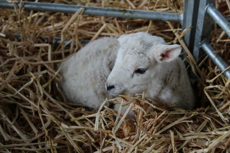 a baby sheep is laying in the hay