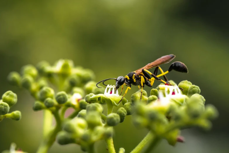 a couple of bugs are sitting on some flowers