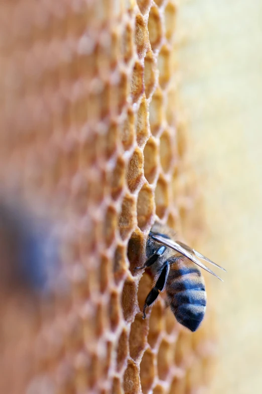 a bee sits on top of a honeycomb