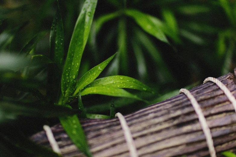 a closeup of an unfurnished plant that has long white string wrapped around it