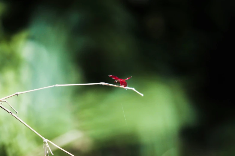 a red object that is sitting on a stem