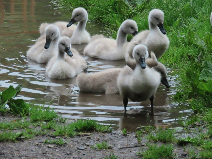 five small ducks swim in the water near some grass