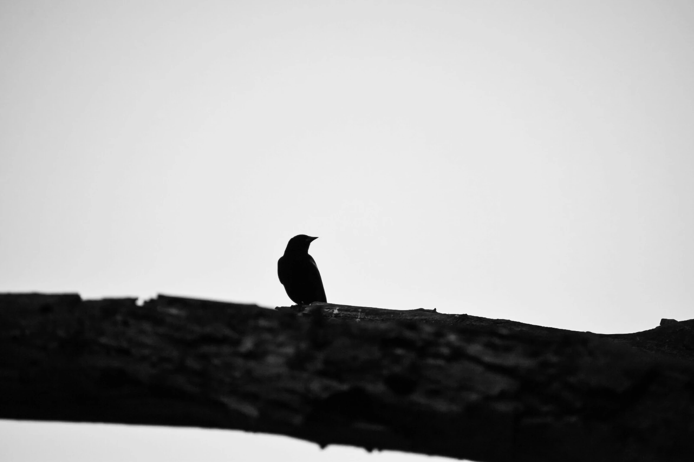 black and white pograph of a bird on a limb