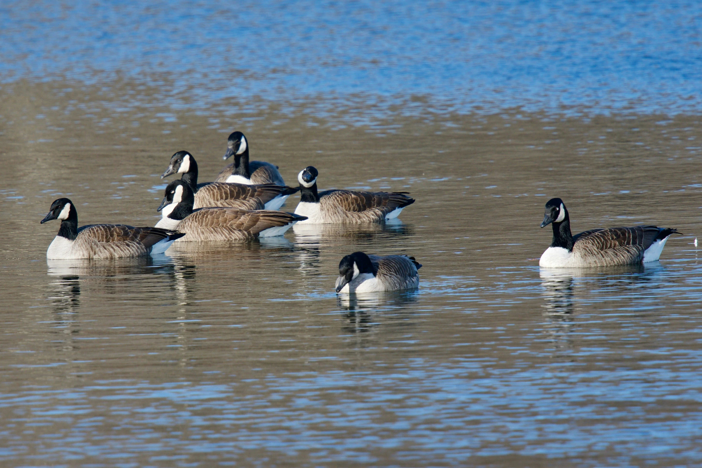 a group of geese are floating in the water