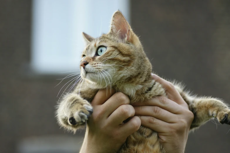 someone is holding a small cat in their hands