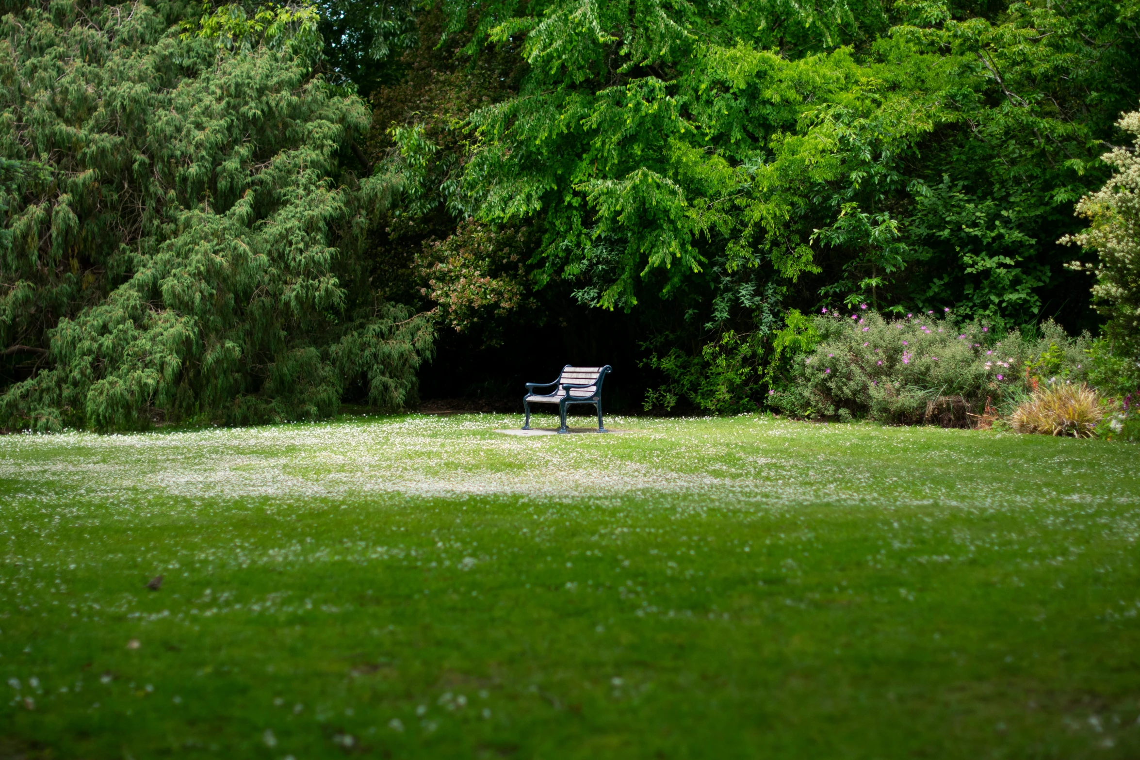 an empty bench on the green grass surrounded by trees