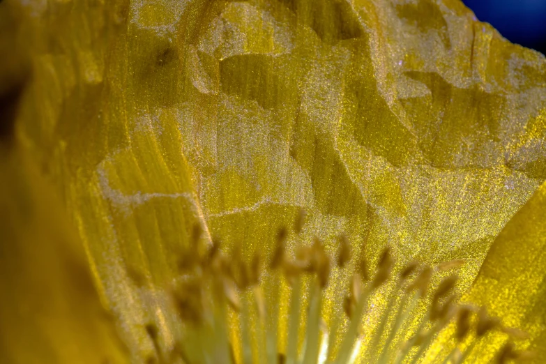 a yellow flower with an abstract effect of light