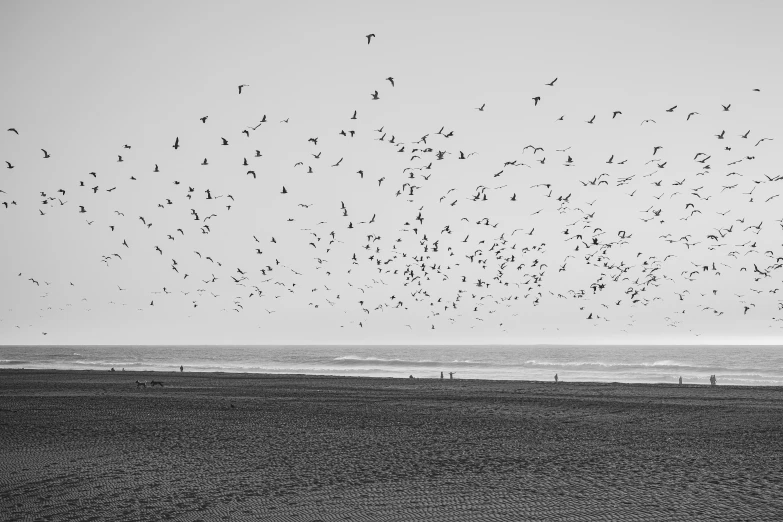 large flock of birds flying near a beach in the ocean