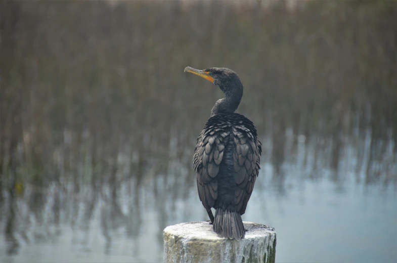 a bird with a beak sitting on top of a piece of wood