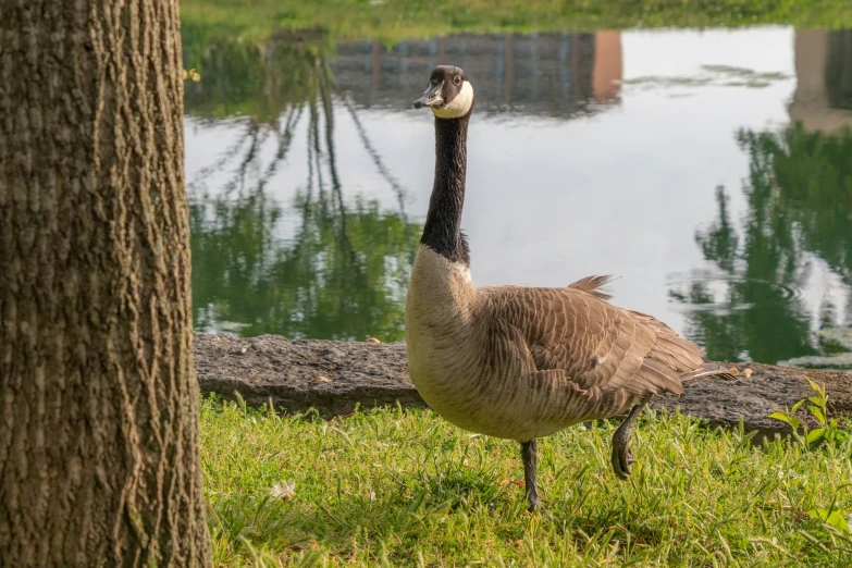 a bird in the grass near some water