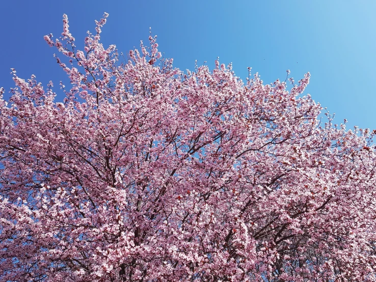 a purple tree on a sunny day in the park