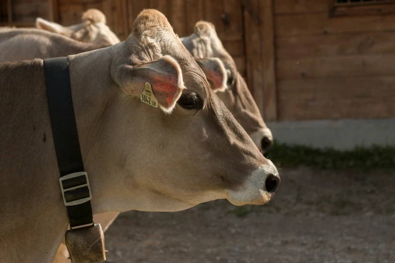 closeup s of cows'head looking at pographer