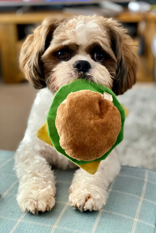 a small dog is holding a teddy bear