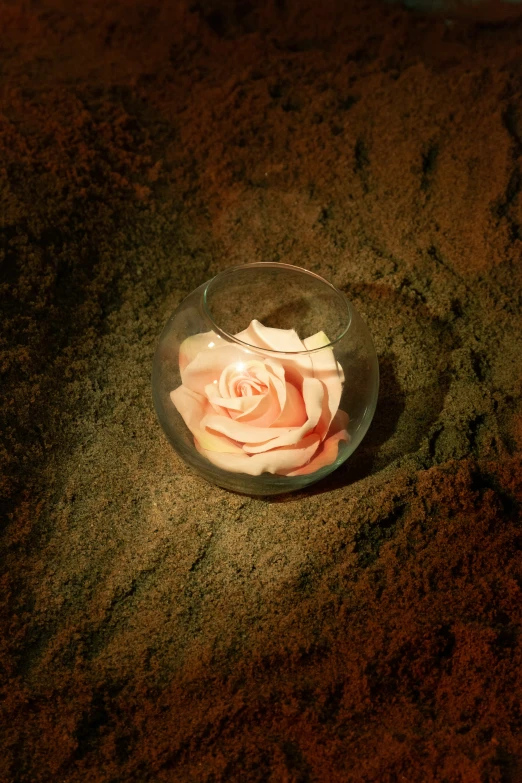 a clear bowl filled with a pink rose