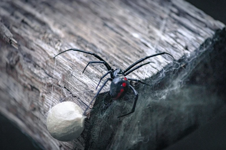 black widow spider on wooden planks on the side