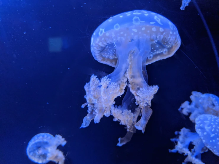 a couple of jellyfish swimming in some water