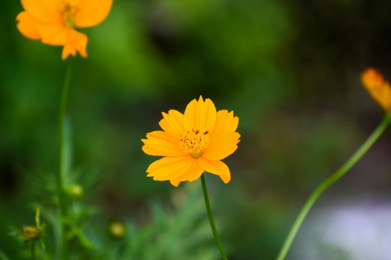 a close up of a yellow flower blooming