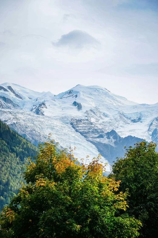 the snowy mountain is covered with trees