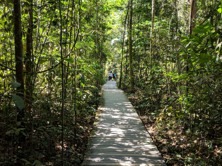a wooden walkway surrounded by trees and lush greenery