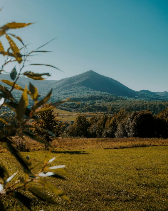 a field full of lots of grass with a large mountain in the background