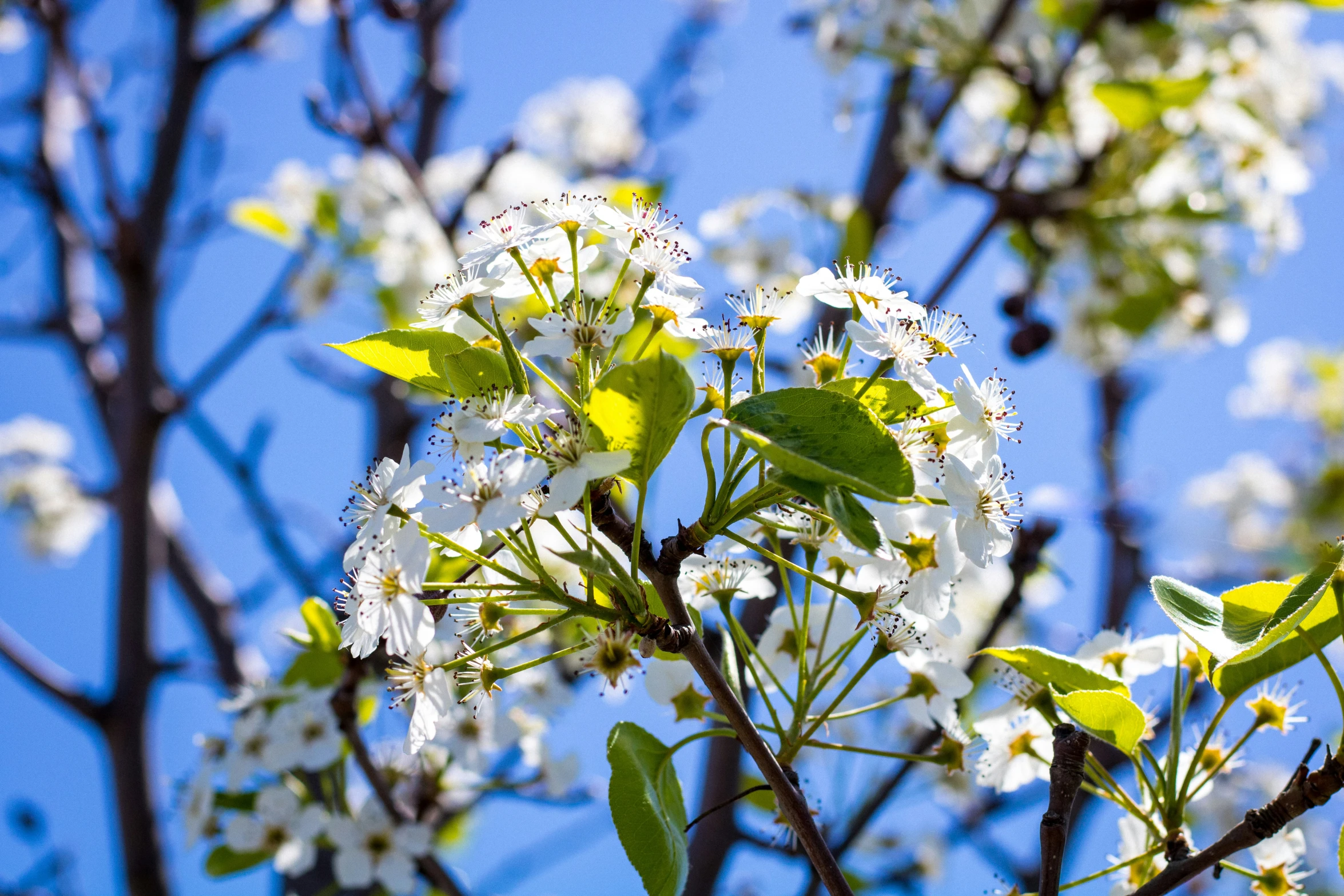 white flowers blooming in an apple tree against a blue sky