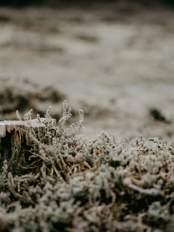 a bird sitting on top of a rotten log