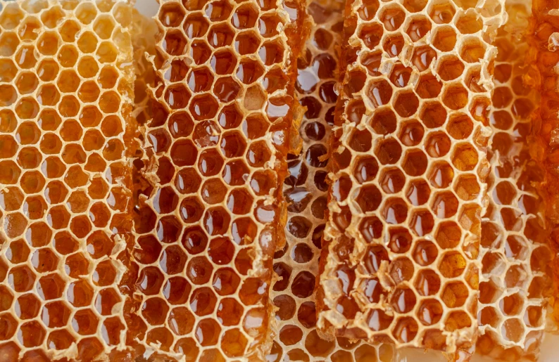 the beehive is divided into segments of the cells