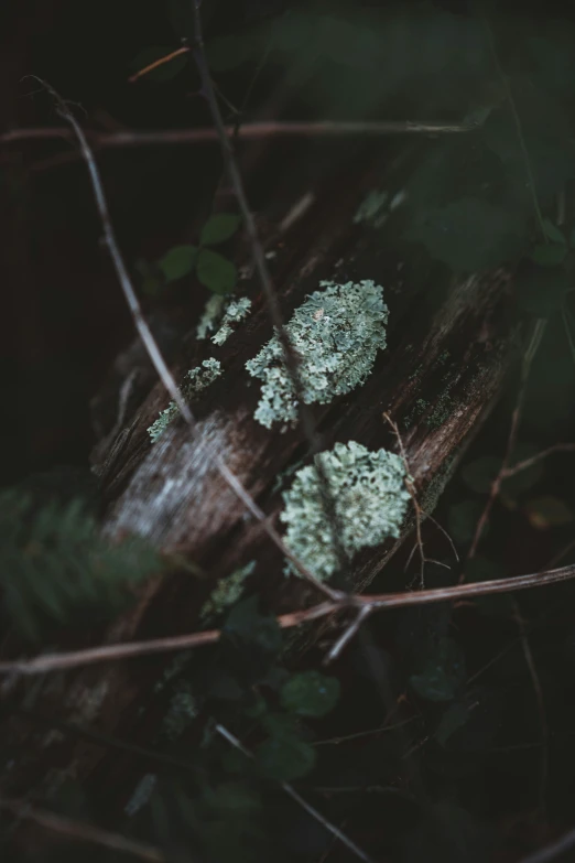 small green and white moss growing on a tree nch