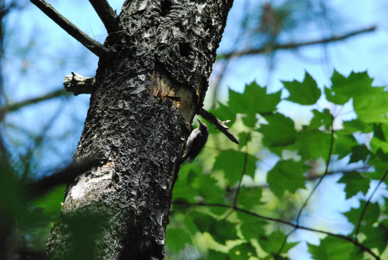 a green tree is shown with a brown wood nch and a single vine