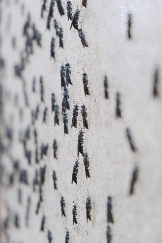 bugs on the side of a canvas with multiple people walking on it