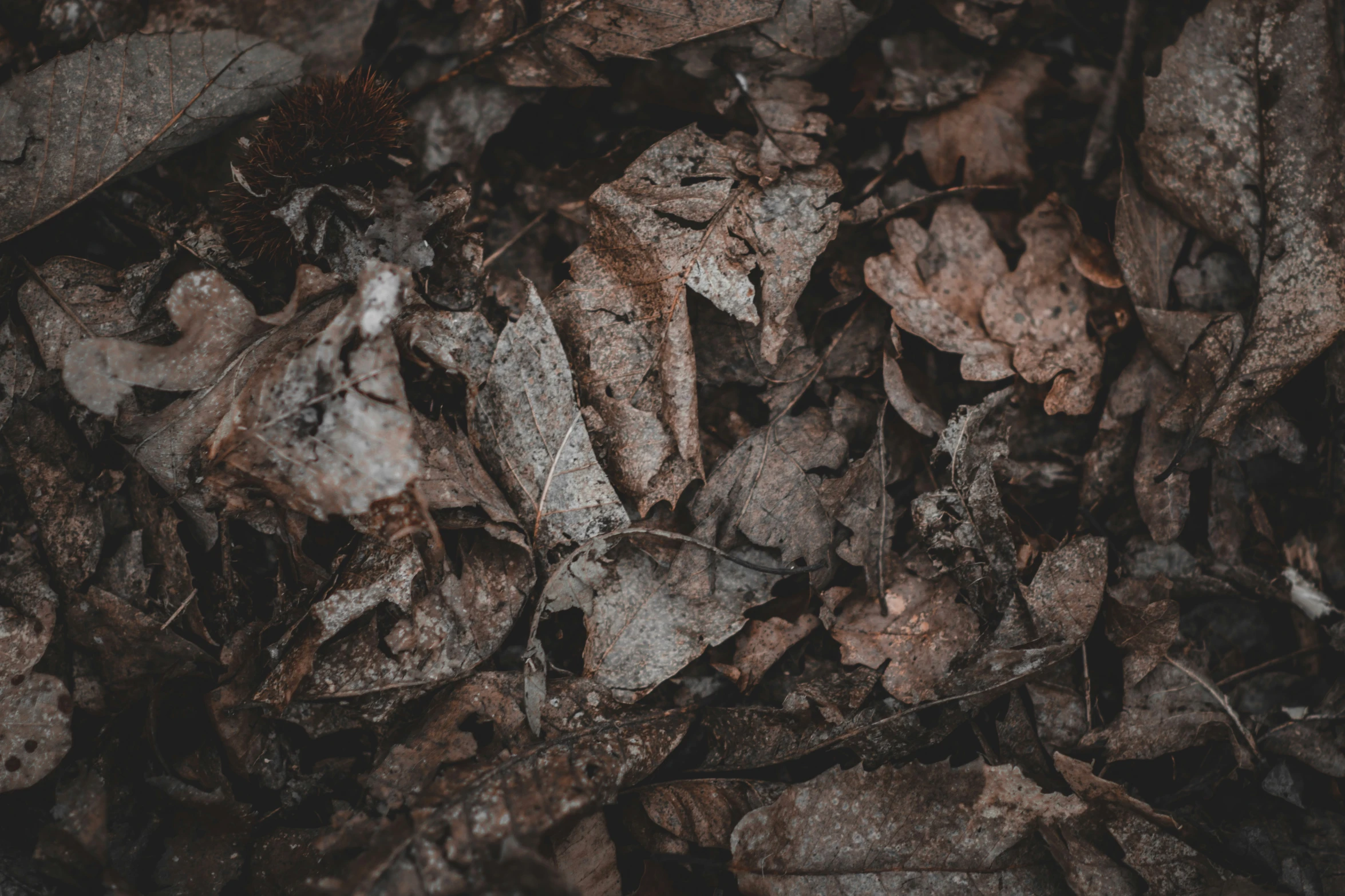 there is leaves, dirt and rocks next to each other