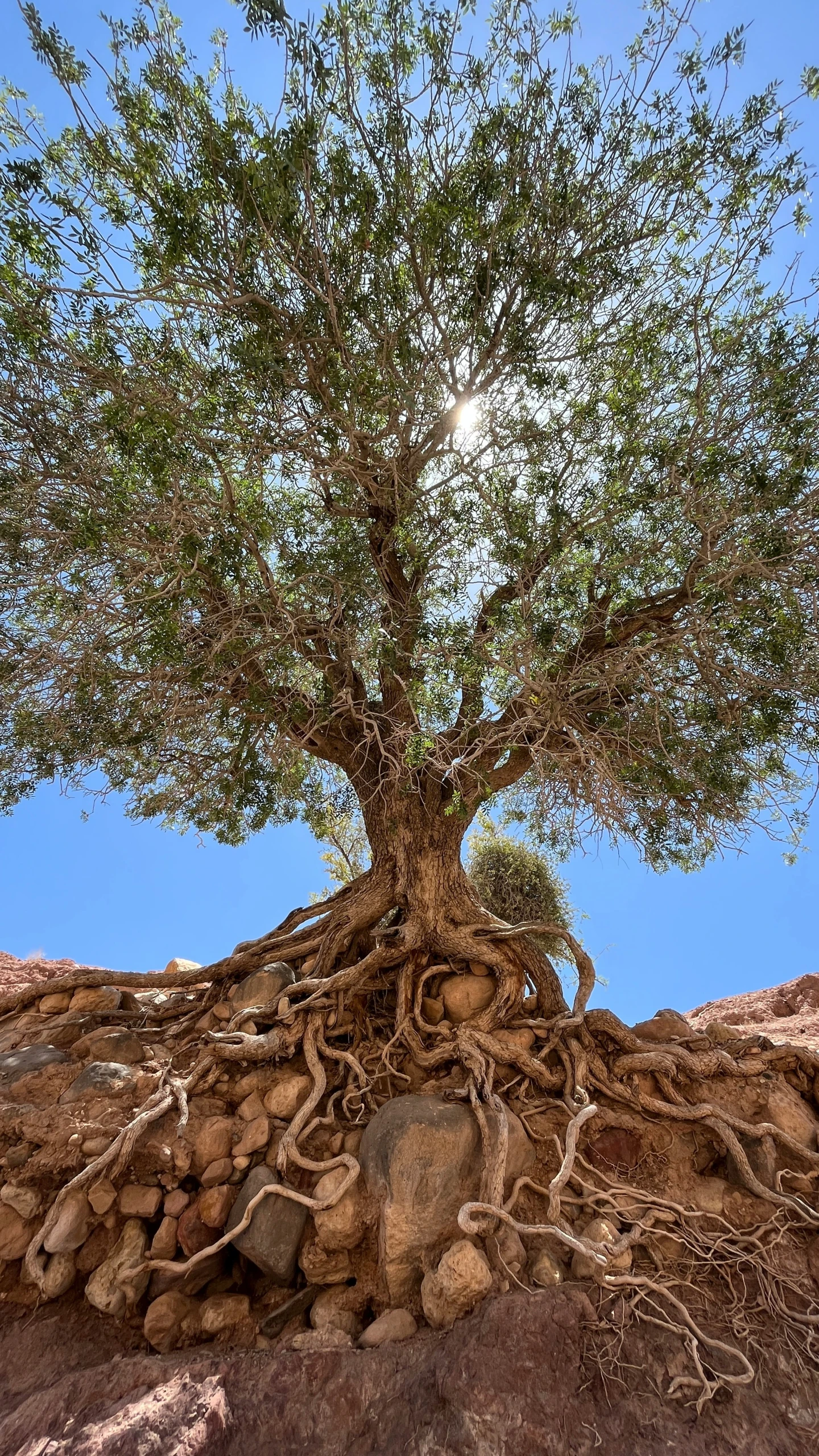 a large tree with many root sections growing from it