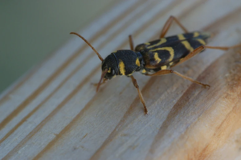 a close up of a bug on a wooden surface