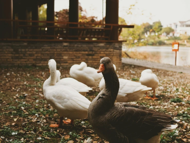 some very cute geese near each other on a field