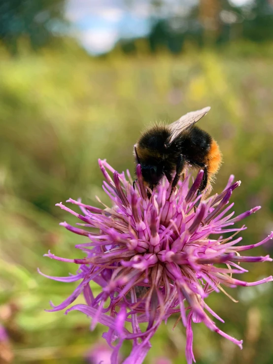 two bees are on the large flower