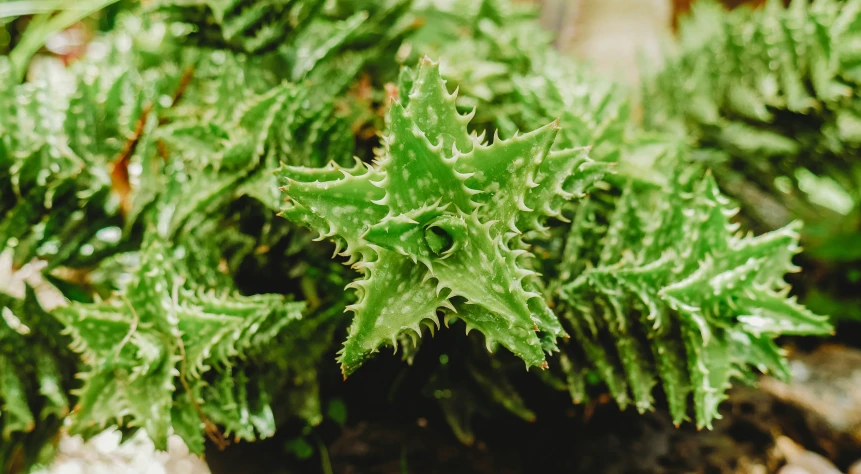 a close - up po of a very large green plant