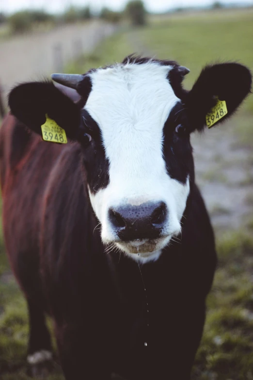 a close up of a black and white cow looking straight ahead